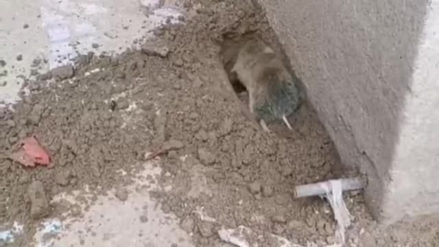 cat and mouse