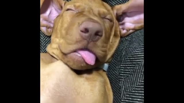 Funny And Adorable Dog Sleeping Positions