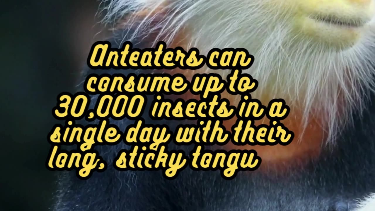 Animal Facts Anteaters #shorts