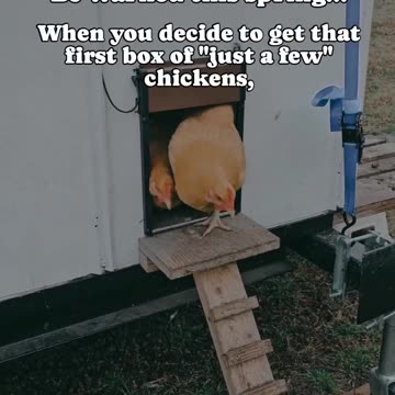 Chicken Clown Car???