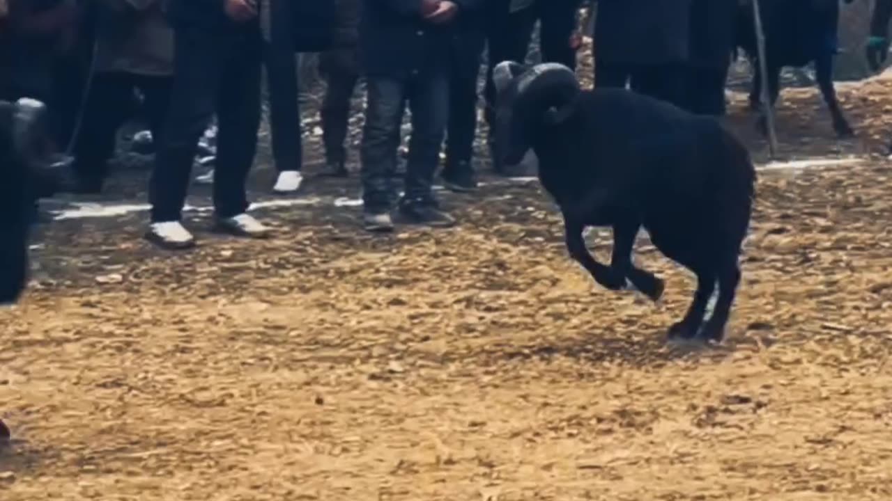 Two fence fights that end in a fence fight.