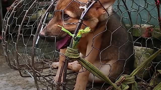 Are We Like a Virus to Other Animals_