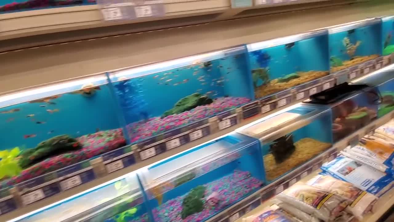 EXPLORING PETSMART ! ANIMAL FRIENDS EVERYWHERE!