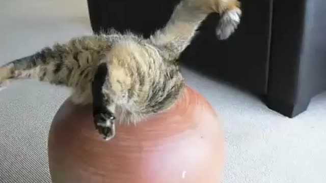 the cat climbed into the vase