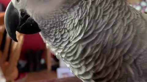 Amazing african grey parrot