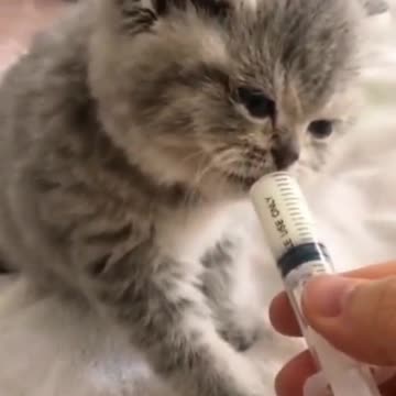 how cute this kitten is