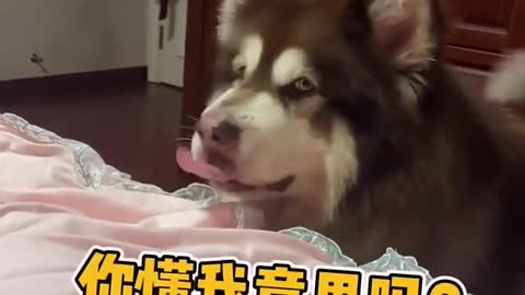 Funny Husky Dogs And Very Smart, Dog, Tik Tok Funny