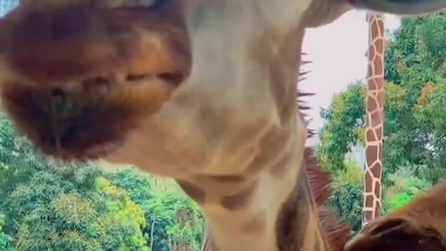 little boy feeding the giraffe