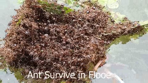 Ant survive In flood