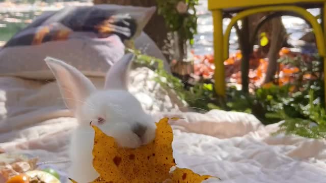 Shining a Light on A bunny chewing a leaf