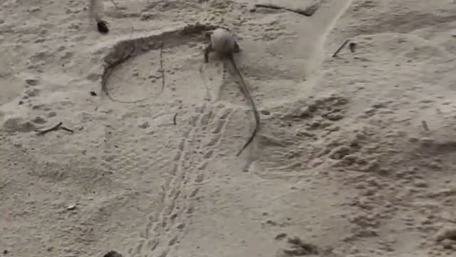 A hermit crab on the sandy beach