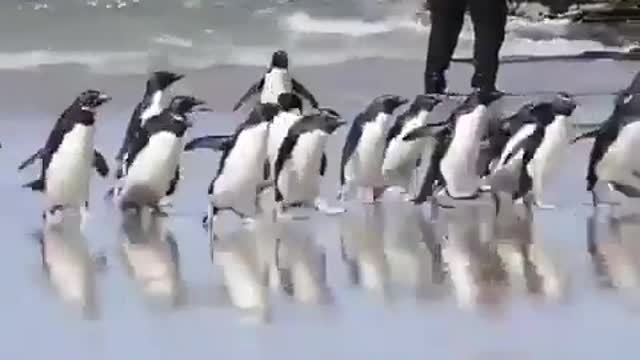 Penguin having fun