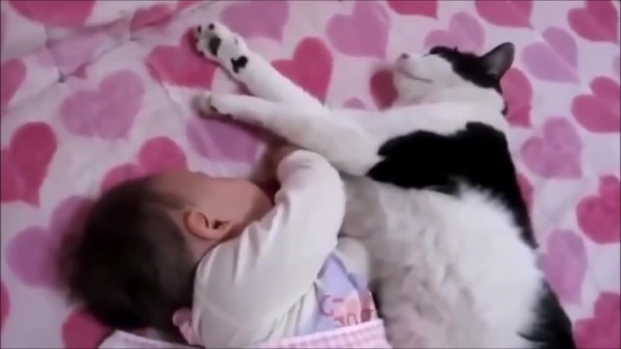 Two babies next to each other..FUNNIEST CATS COMPILATION! A MUST SEE!