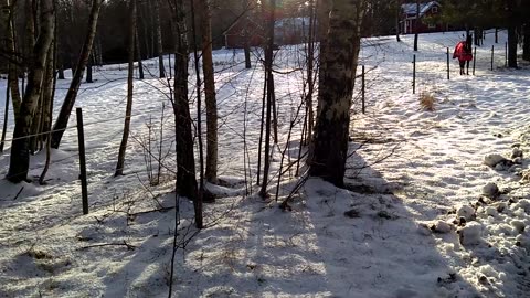 Hästarna i Marieberg. 18 Jan. 2019