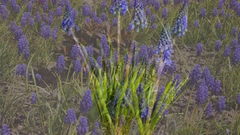 Hyacinth Flower
