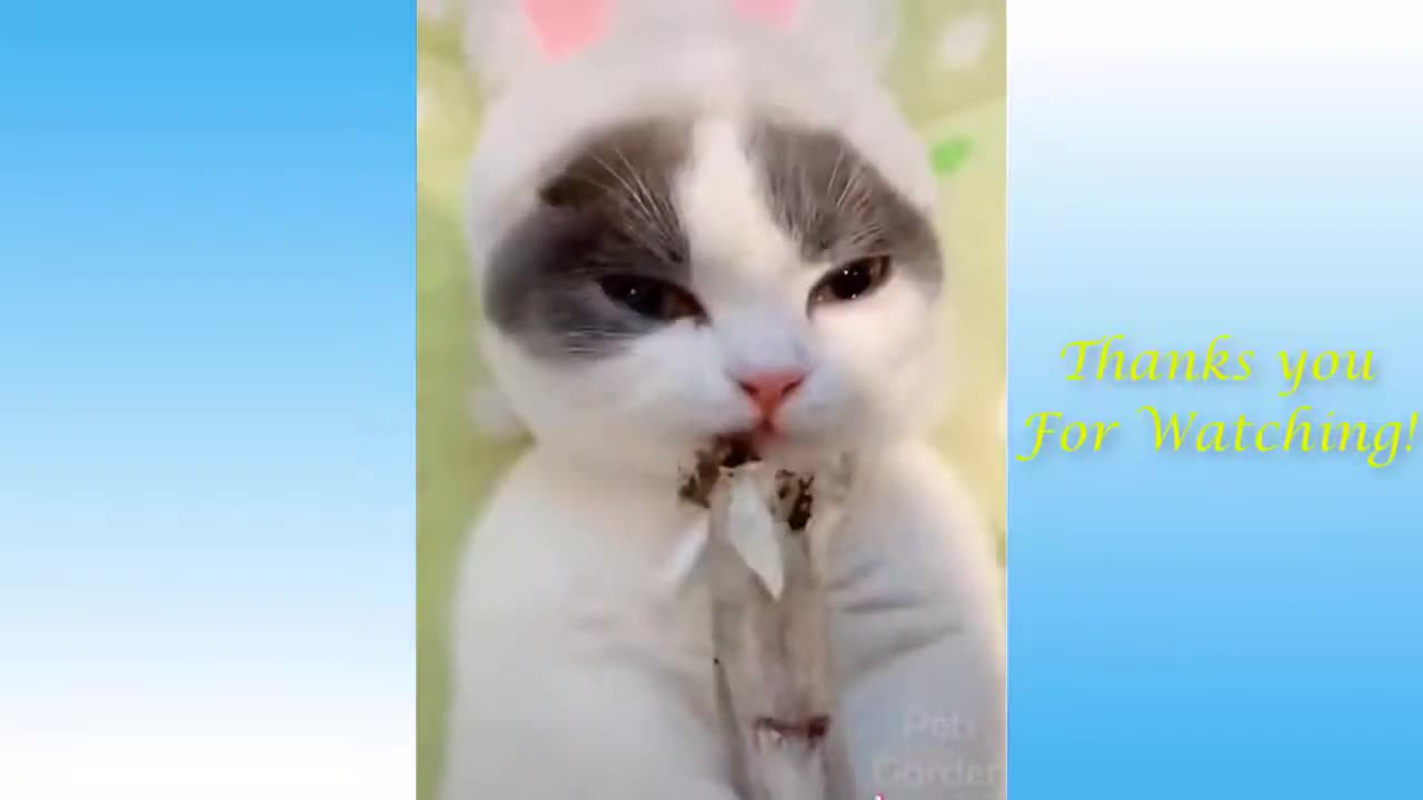 Funny animal videos - Impossible not to laugh -