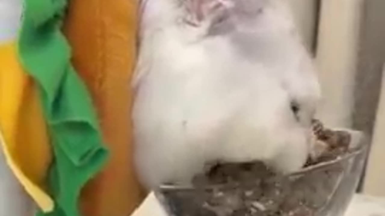 Funny Animal Videos Best Dogs And Cats Videos πΊπ # 2