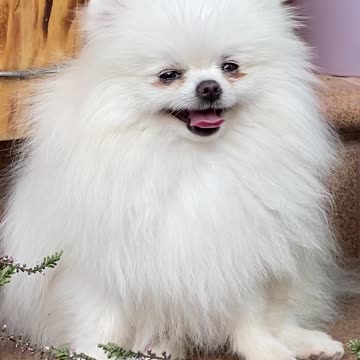 A Furry Dog A Pet Lover