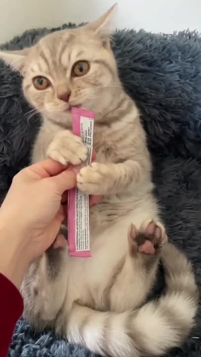 Hungry kittens meows and want to eat | Kitten Arnold steals food