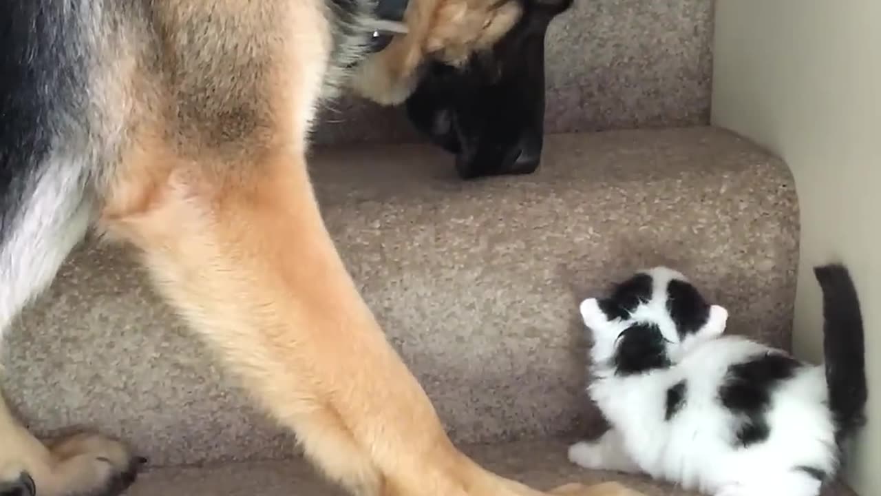 Helpful Pup Carries Foster Kittens Upstairs