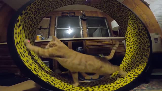 كيتي المتحمس يحب عجلة التمرين الجديدة Excited kitty loves his new exercise wheel