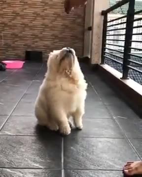Chow Chow - Chow Chow puppy!