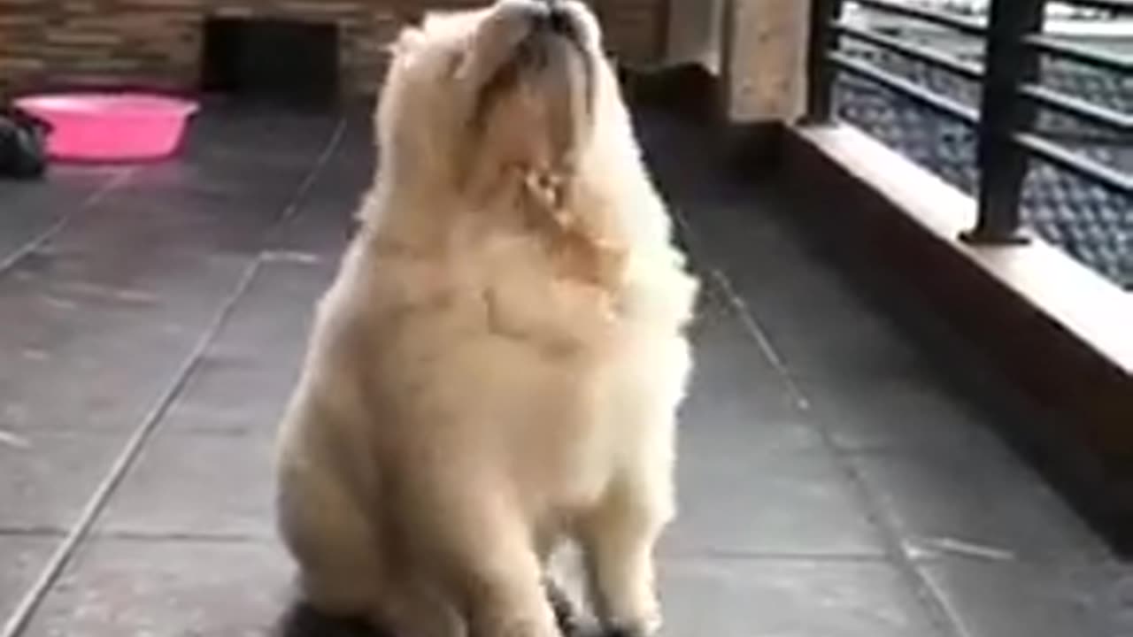 Chow Chow - Chow Chow puppy!