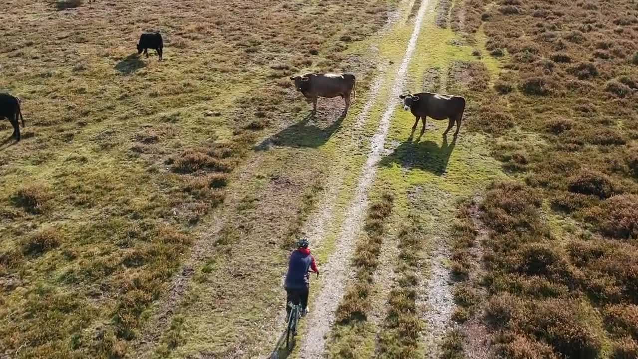 Criação de Gado - Manadas de Gado - Vaca Mugindo