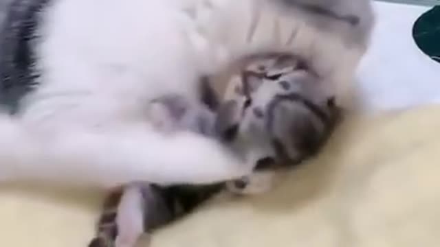 Wow , mommy cat hugs baby kitten having a nightmare , How cute my God