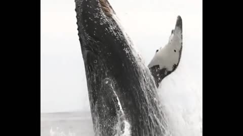 Whale jumping out of water 😳