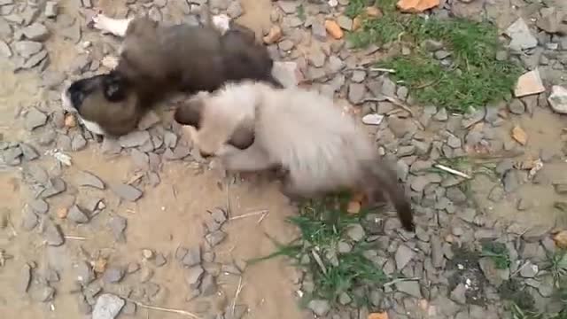 Small dog and cat playing [2021]