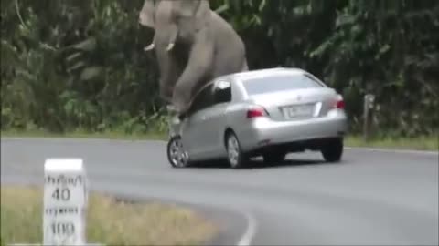 Elephant destroying car on road Angry Elephant