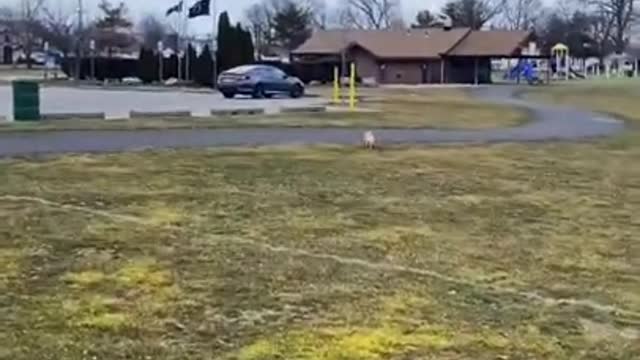 Dog doesn't like the park, so she runs away while owner chases her.