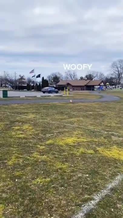 Dog doesn't like the park, so she runs away while owner chases her.