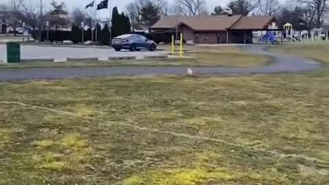 Dog doesn't like the park, so she runs away while owner chases her.