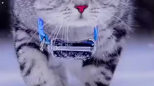 How to cut cat