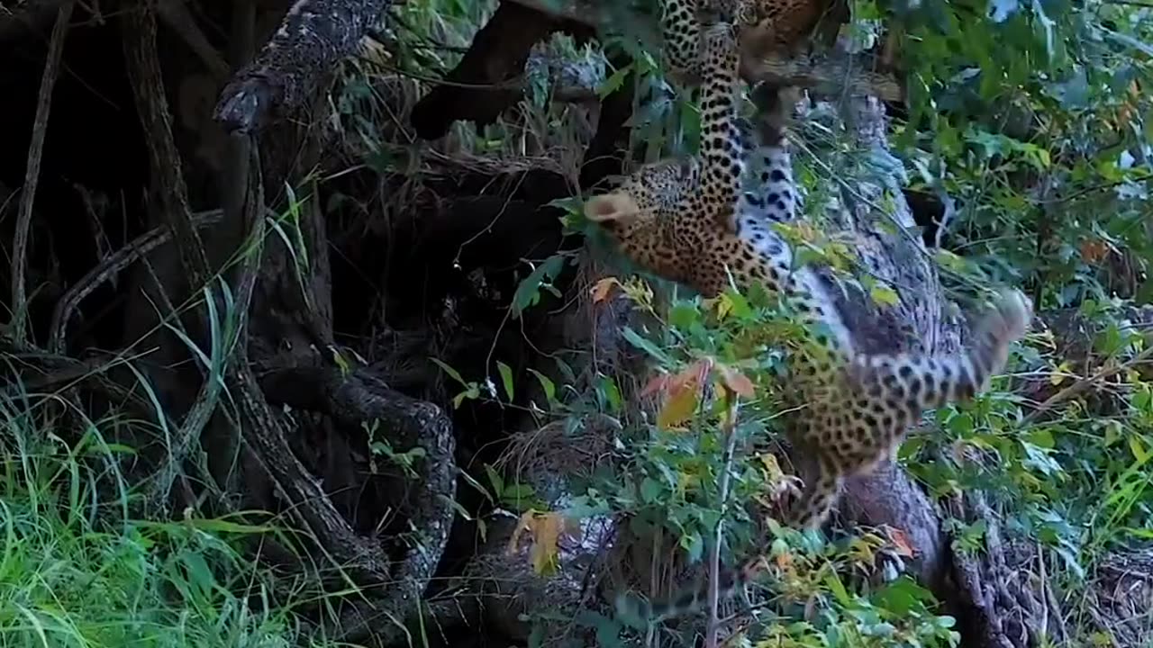 Mischief and playfulness of tiger cubs