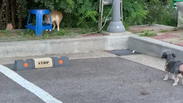 A dog fighting a cat.
