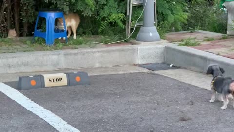 A dog fighting a cat.