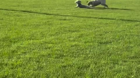 Happy cute doggies