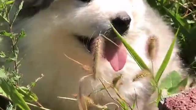 Funniest and Cutest Puppies