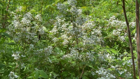 Wild Blackberry In Blossoms