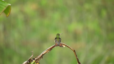 Small bird on a rainy day