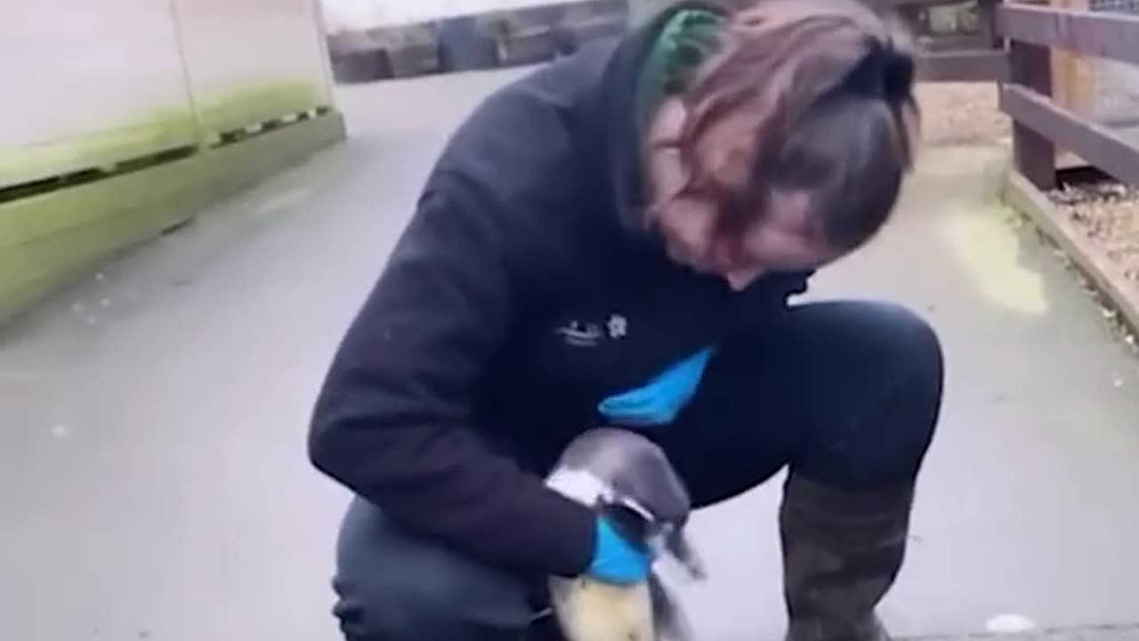 Animals are better than us