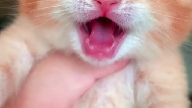 Cat viral video