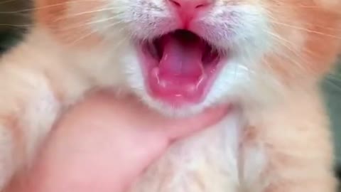 Cat viral video