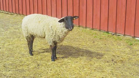 Sheep Eating Hay