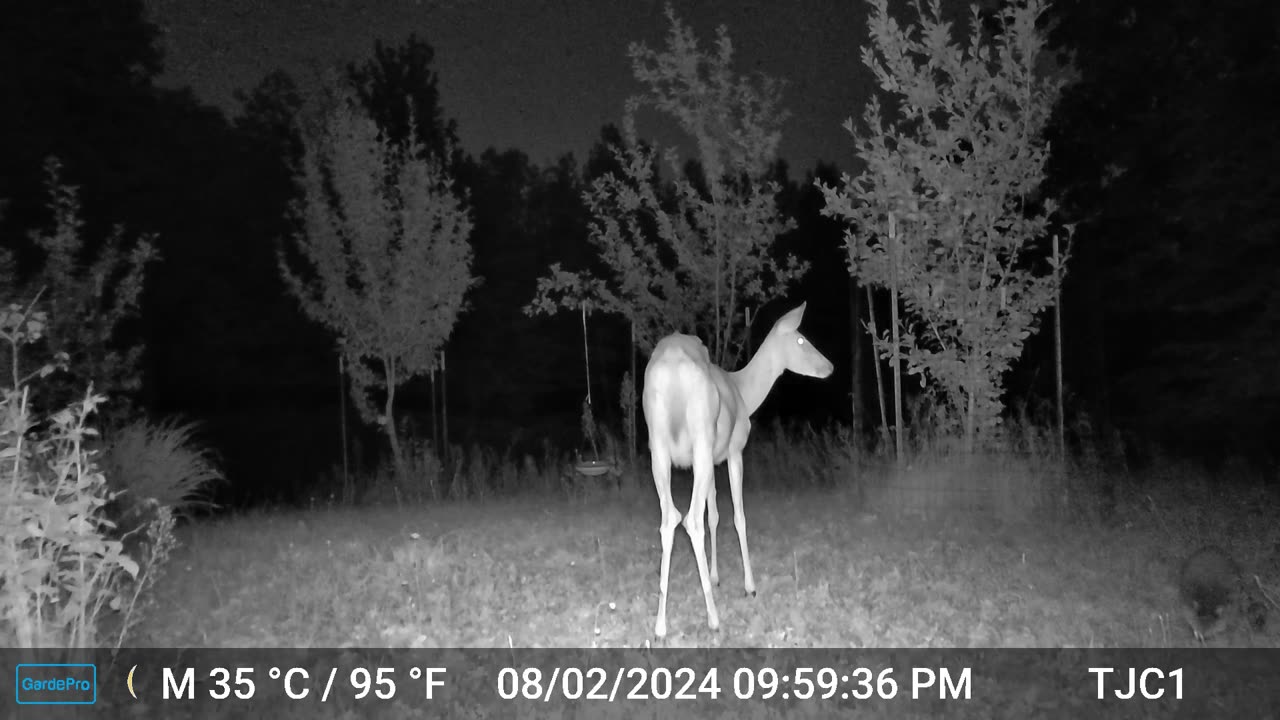 Deer vs Baby Raccoons