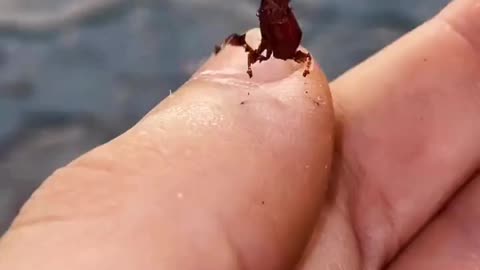 BABY OF A RARE DRAGON MANTIS