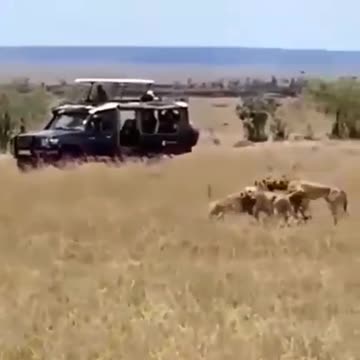 An ambush of four cheetahs and a sudden attack on the prey